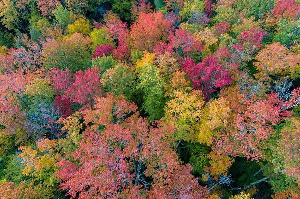 Wall Art Painting id:405660, Name: Aerial view of Hugoboom Lake in fall color-Alger County-Michigan, Artist: Day, Richard and Susan