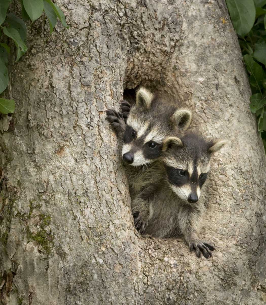 Wall Art Painting id:130396, Name: Minnesota, Sandstone Raccoons in a hollow tree, Artist: Kaveney, Wendy