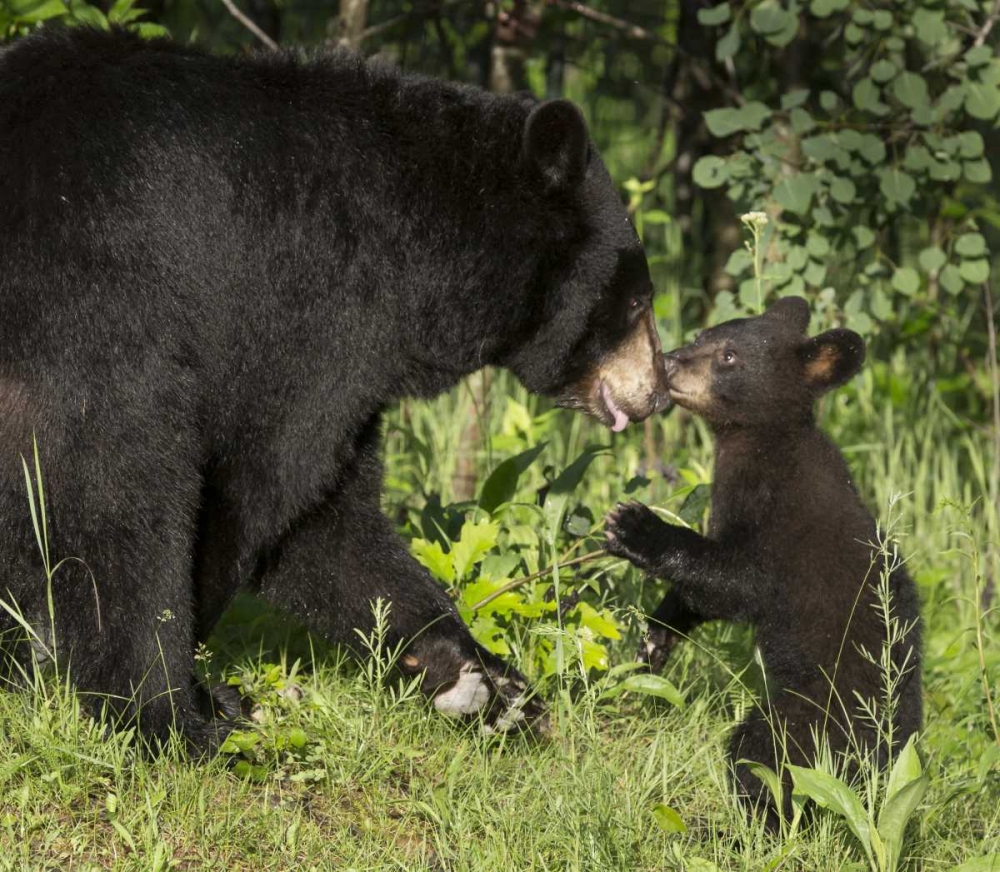 Wall Art Painting id:130401, Name: Minnesota, Sandstone Black bear mother and cub, Artist: Kaveney, Wendy