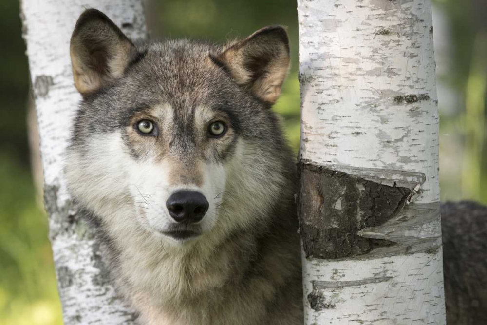 Wall Art Painting id:130225, Name: Minnesota, Sandstone Gray wolf between birch, Artist: Kaveney, Wendy