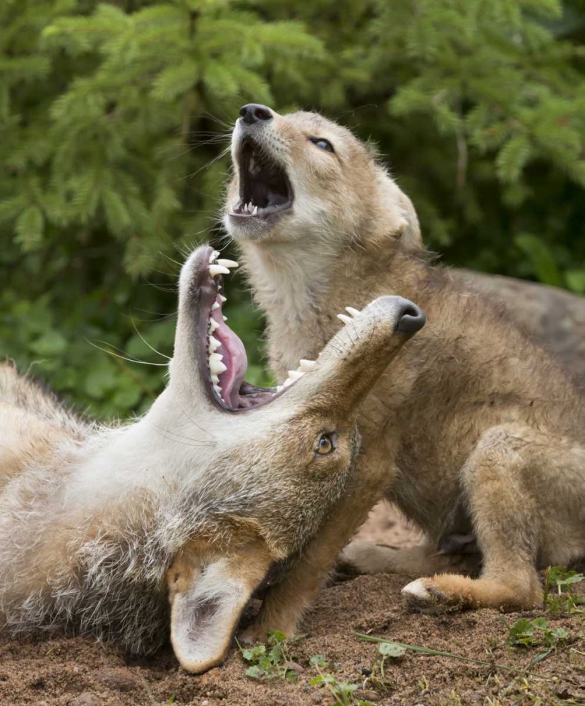 Wall Art Painting id:130161, Name: Minnesota, Sandstone Coyote and pup howling, Artist: Kaveney, Wendy