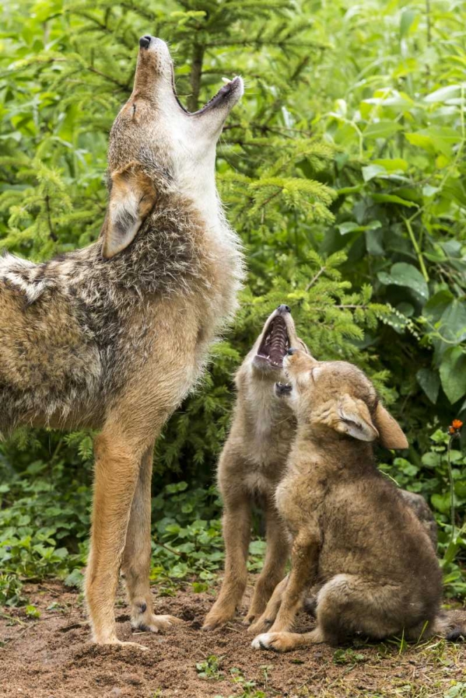 Wall Art Painting id:130600, Name: Minnesota, Sandstone Coyote mother and pups howl, Artist: Kaveney, Wendy