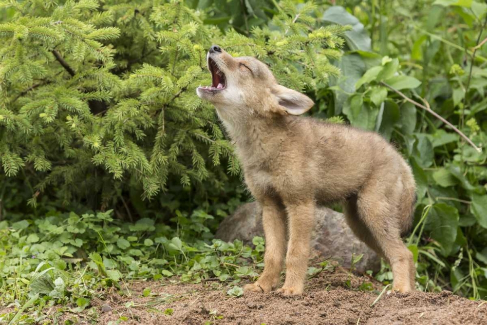 Wall Art Painting id:129963, Name: Minnesota, Sandstone Howling coyote pup, Artist: Kaveney, Wendy