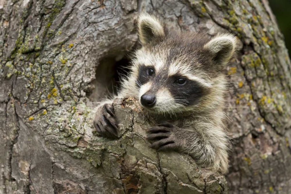 Wall Art Painting id:130298, Name: Minnesota, Sandstone Raccoon in a hollow tree, Artist: Kaveney, Wendy