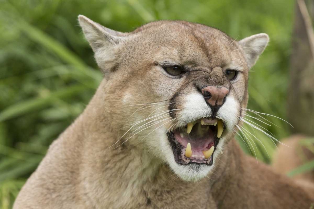 Wall Art Painting id:129906, Name: Minnesota, Sandstone Snarling cougar, Artist: Kaveney, Wendy