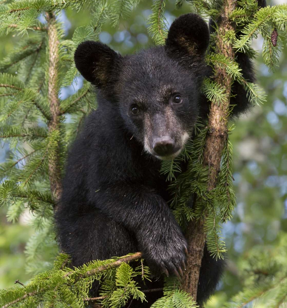 Wall Art Painting id:130299, Name: Minnesota, Sandstone Black bear cub in a tree, Artist: Kaveney, Wendy