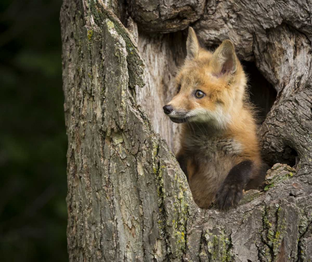 Wall Art Painting id:130300, Name: Minnesota, Sandstone Red Fox in a hollow tree, Artist: Kaveney, Wendy