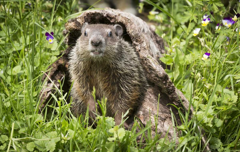 Wall Art Painting id:130402, Name: Minnesota, Sandstone Groundhog in a hollow log, Artist: Kaveney, Wendy