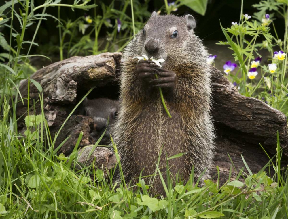 Wall Art Painting id:130397, Name: Minnesota, Sandstone Groundhog eating a flower, Artist: Kaveney, Wendy