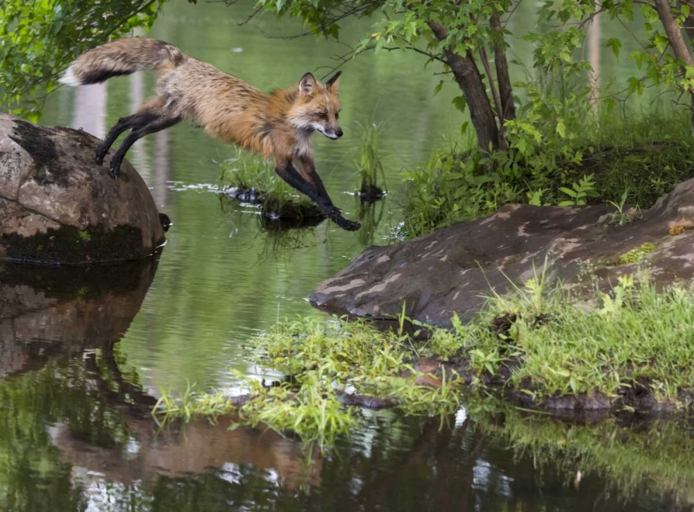 Wall Art Painting id:129907, Name: Minnesota, Sandstone Red fox leaping, Artist: Kaveney, Wendy