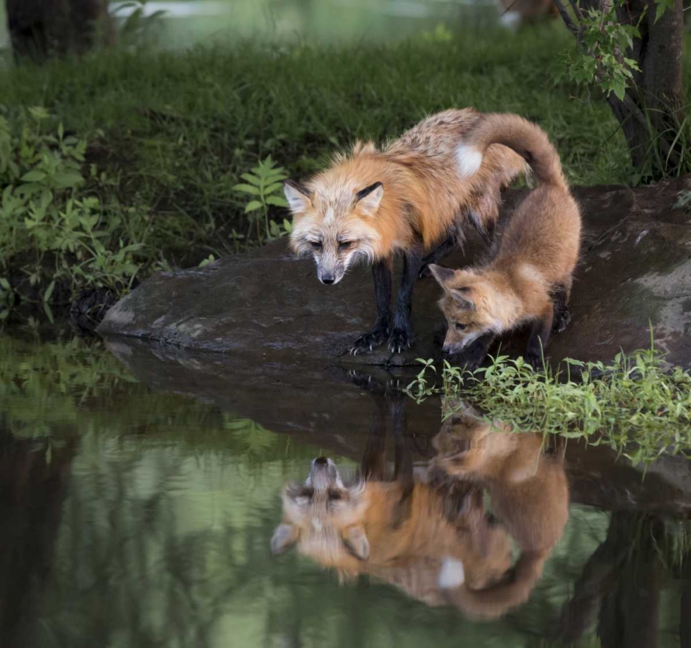 Wall Art Painting id:129908, Name: Minnesota, Sandstone Red fox and kit, Artist: Kaveney, Wendy