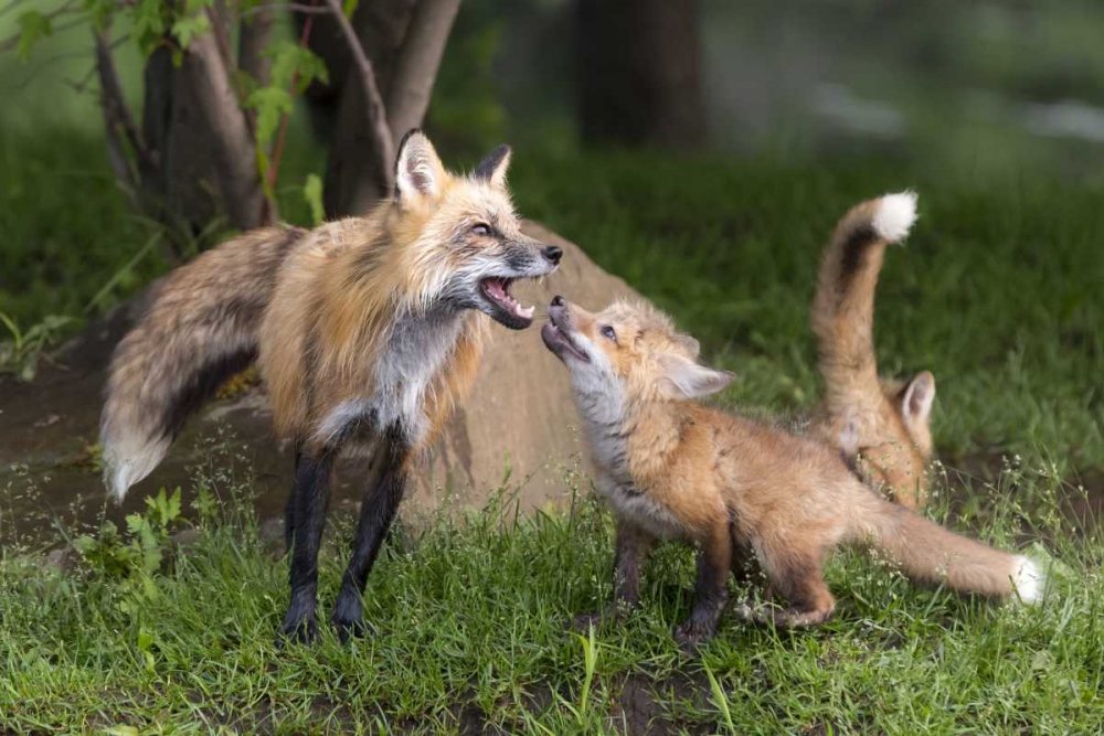 Wall Art Painting id:130599, Name: Minnesota, Sandstone Red fox and pup interacting, Artist: Kaveney, Wendy