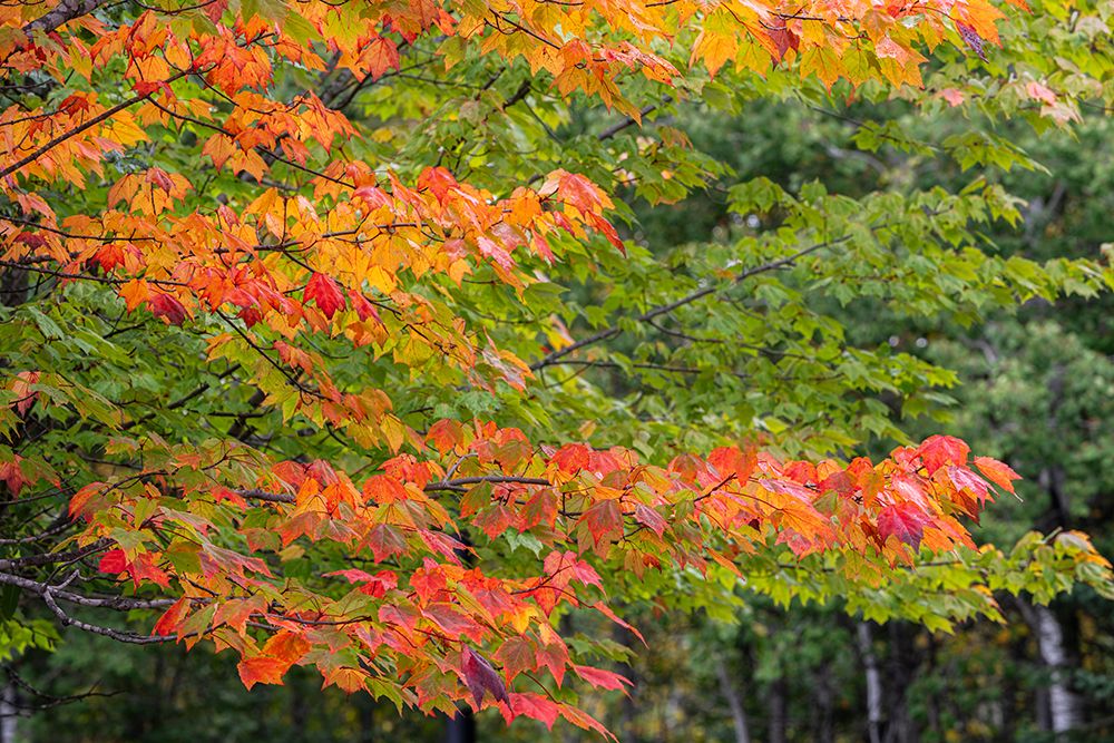 Wall Art Painting id:741531, Name: USA, Minnesota, Superior National Forest. Autumn colors in maple tree., Artist: Jaynes Gallery