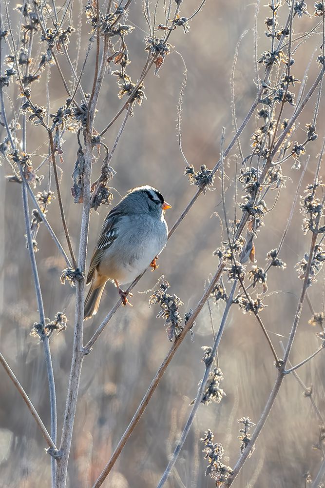 Wall Art Painting id:519796, Name: White-crowned Sparrow-Zonotrichia leucophrys-St-Charles County-Missouri, Artist: Day, Richard and Susan