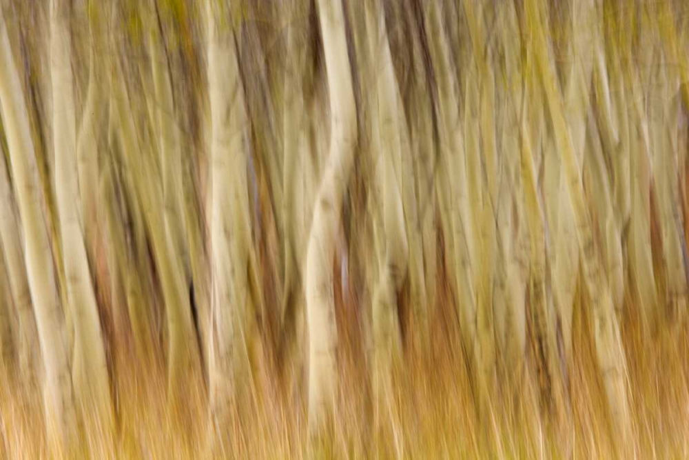 Art Print: USA, Montana Abstract of aspen forest