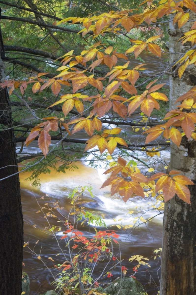 Wall Art Painting id:133806, Name: USA, New Hampshire, Stream and fall foliage, Artist: Rotenberg, Nancy