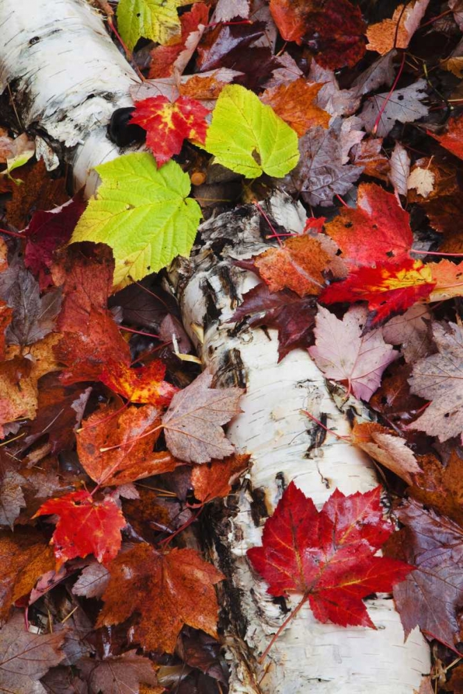 Wall Art Painting id:127954, Name: NH, White Mountains Log and fallen maple leaves, Artist: Flaherty, Dennis