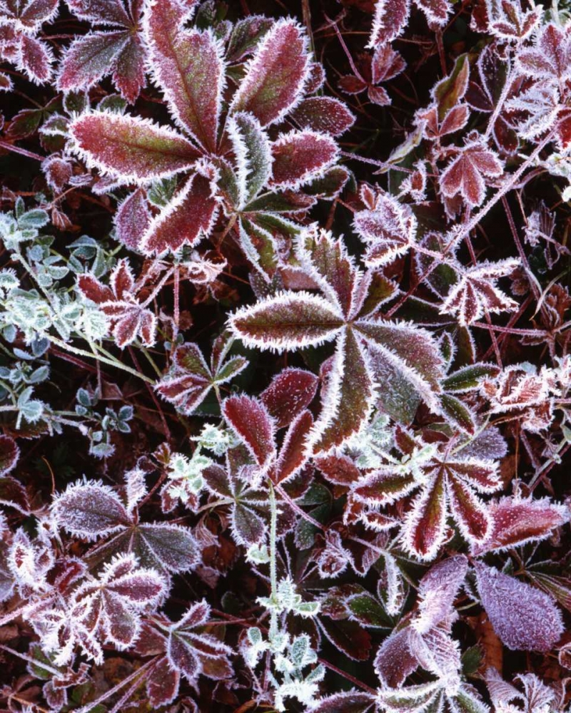 Wall Art Painting id:127657, Name: NH, White Mts Detail of frosted berry bushes, Artist: Flaherty, Dennis