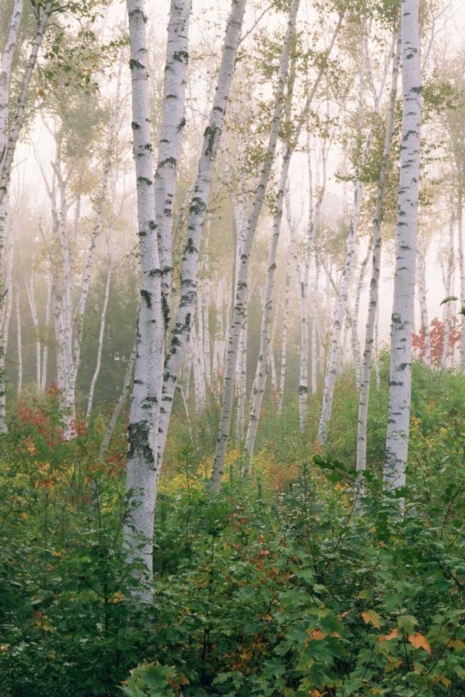 Wall Art Painting id:127048, Name: USA, New Hampshire Birch trees in clearing fog, Artist: Bush, Marie