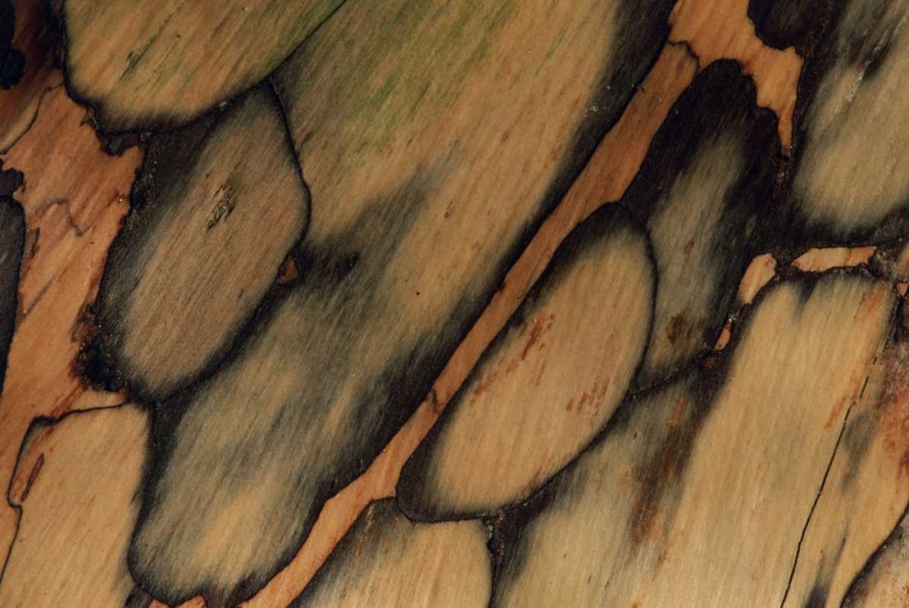 Wall Art Painting id:126978, Name: USA, New Hampshire Tree bark pattern, Artist: Bush, Marie