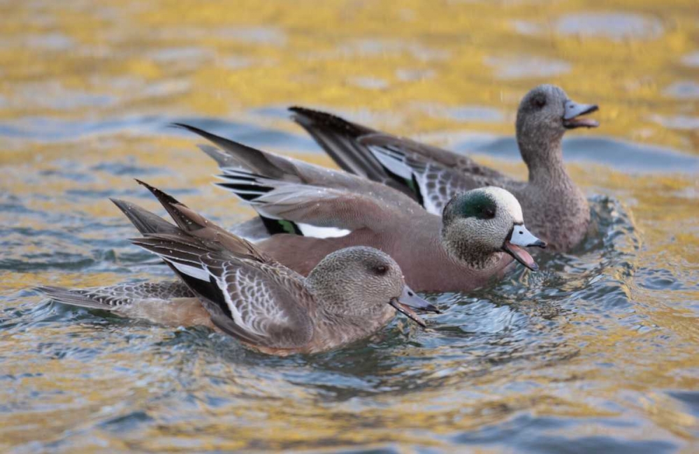 Wall Art Painting id:131041, Name: New Mexico American wigeons courting, Artist: Morris, Arthur