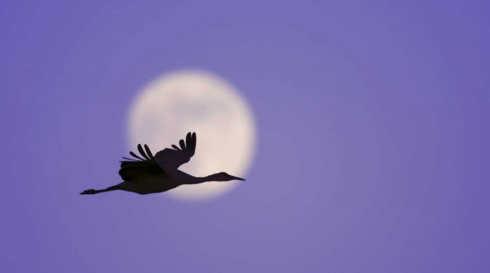 Wall Art Painting id:131162, Name: New Mexico Sandhill crane flying by the moon, Artist: Morris, Arthur