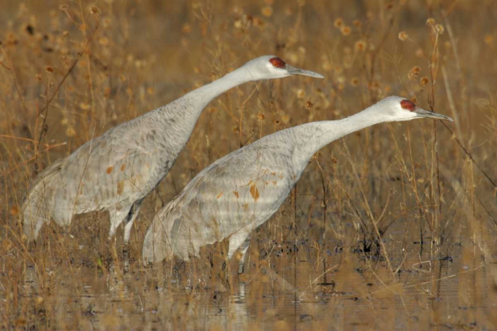Wall Art Painting id:131055, Name: New Mexico Two sandhill cranes in marsh, Artist: Morris, Arthur