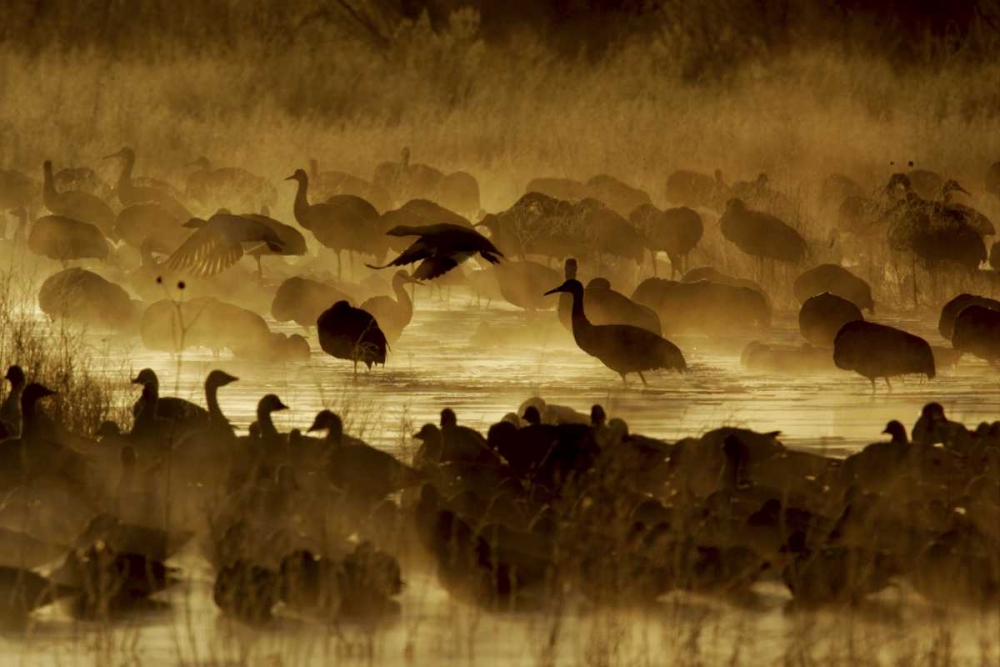 Wall Art Painting id:131302, Name: New Mexico Flock of birds in pond and ground fog, Artist: Morris, Arthur