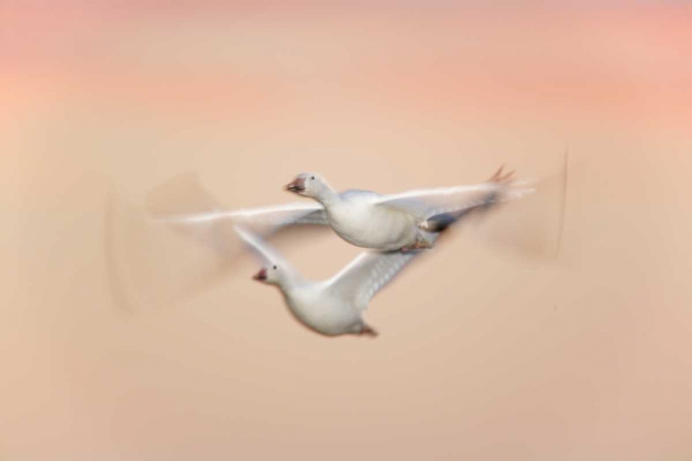 Wall Art Painting id:131058, Name: New Mexico Snow geese in flight at dusk, Artist: Morris, Arthur