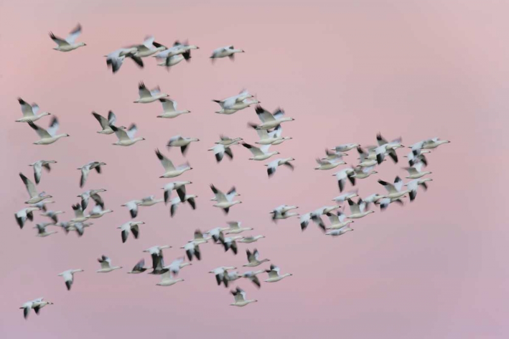 Wall Art Painting id:131273, Name: New Mexico Snow geese in flight against pink sky, Artist: Morris, Arthur