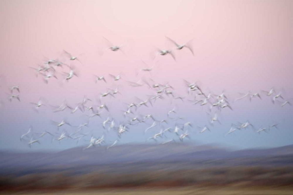 Wall Art Painting id:131140, Name: New Mexico Abstract of snow geese in flight, Artist: Morris, Arthur
