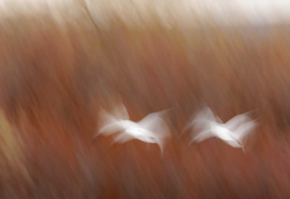 Wall Art Painting id:131144, Name: New Mexico Abstract of snow geese in flight, Artist: Morris, Arthur