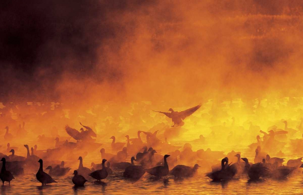 Wall Art Painting id:131188, Name: New Mexico Flock of snow geese backlit in fog, Artist: Morris, Arthur