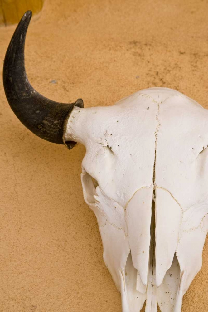 Wall Art Painting id:133506, Name: New Mexico, Santa Fe Animal skull on wall, Artist: Ross, Nancy ,  Steve