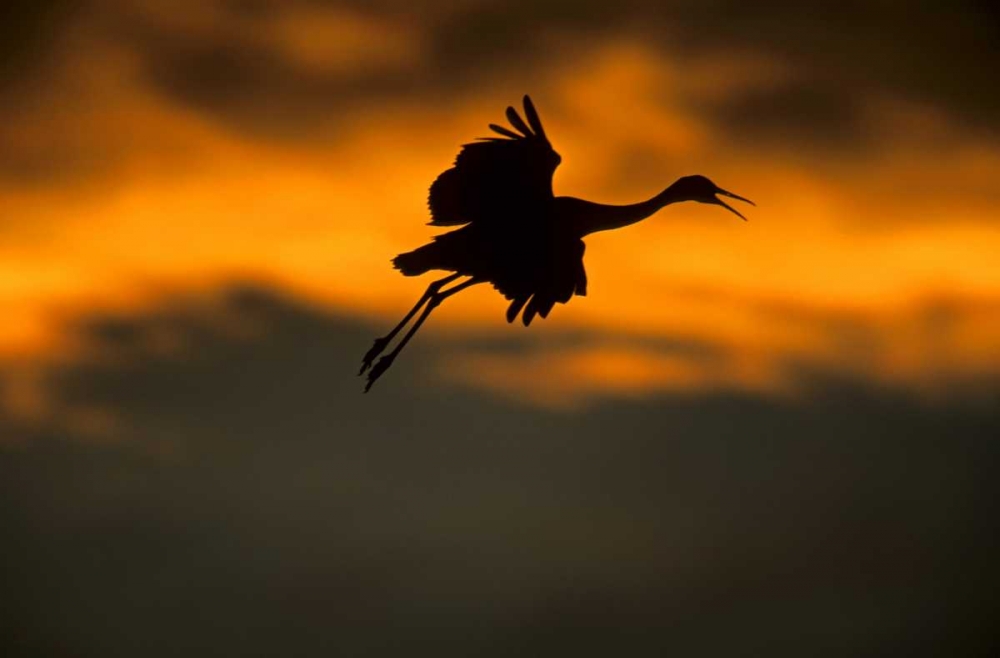 Wall Art Painting id:129062, Name: New Mexico Sandhill crane landing at sunset, Artist: Illg, Cathy and Gordon