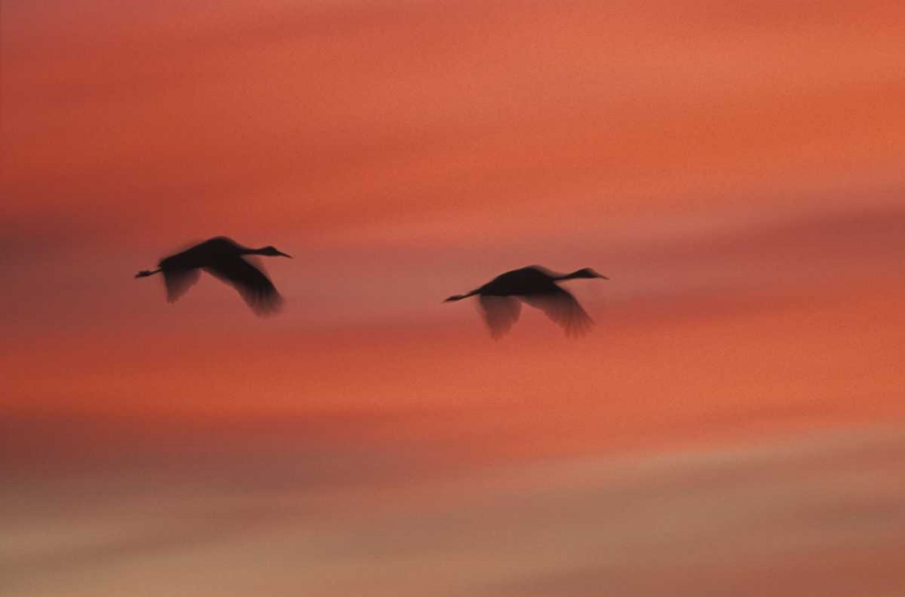 Wall Art Painting id:126933, Name: New MexicoAbstract of two sandhill cranes, Artist: Anon, Josh