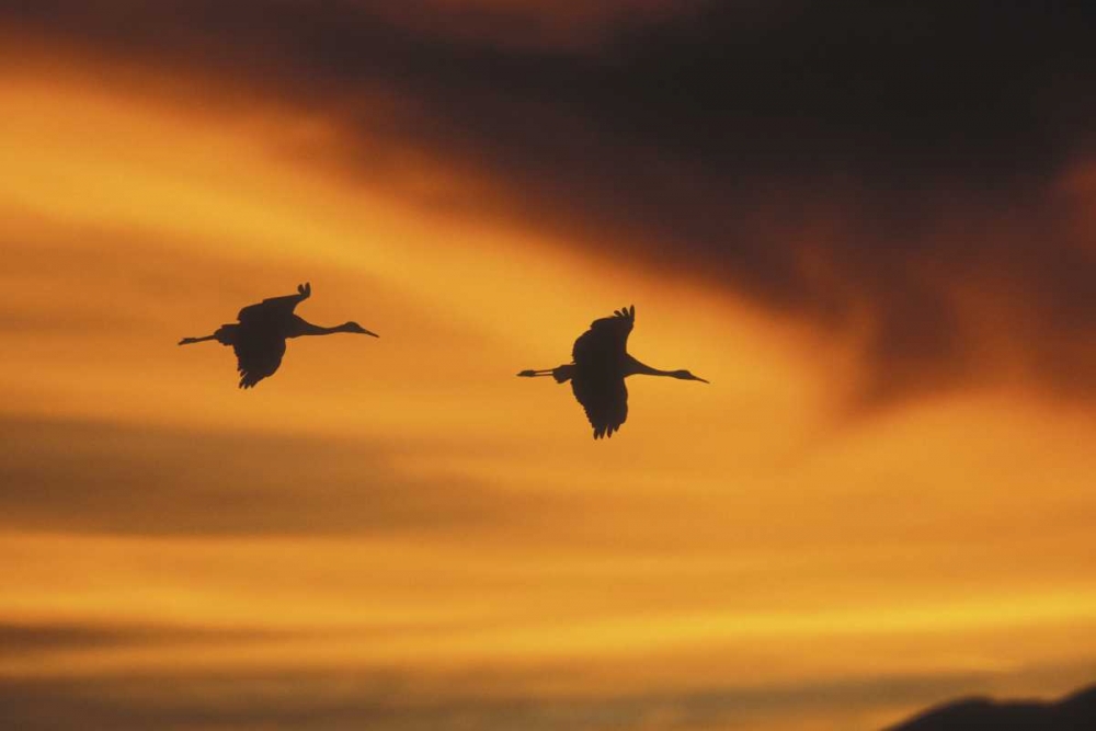 Wall Art Painting id:126952, Name: New MexicoTwo sandhill cranes flying at sunset, Artist: Anon, Josh