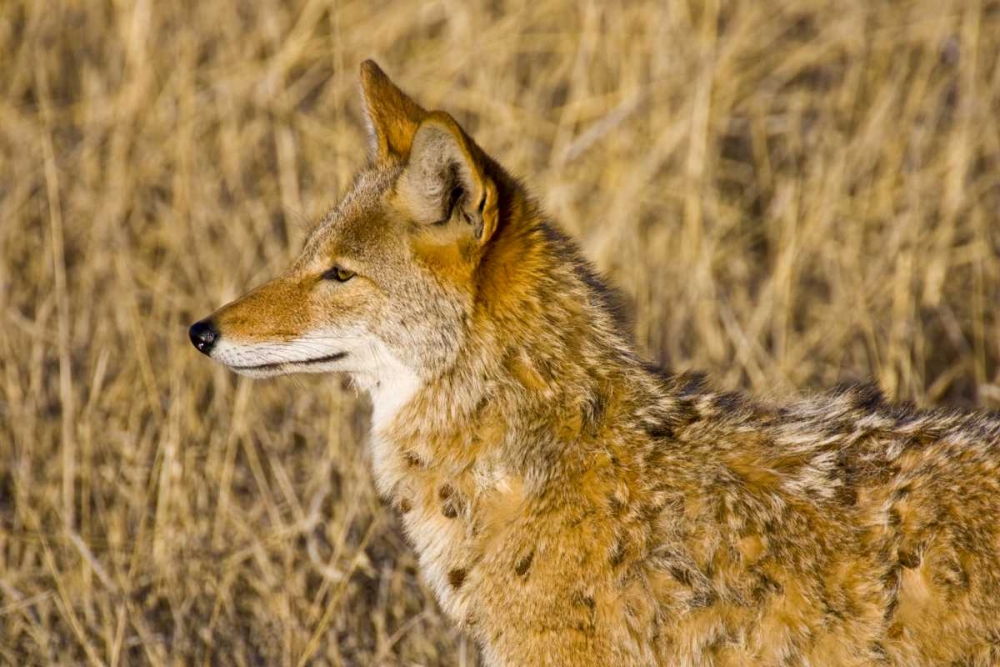 Wall Art Painting id:130855, Name: New Mexico Coyote stalking ducks on pond, Artist: Lord, Fred