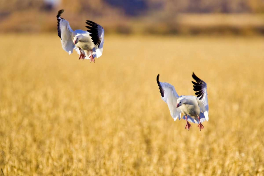 Wall Art Painting id:130984, Name: New Mexico Two snow geese landing in corn field, Artist: Lord, Fred