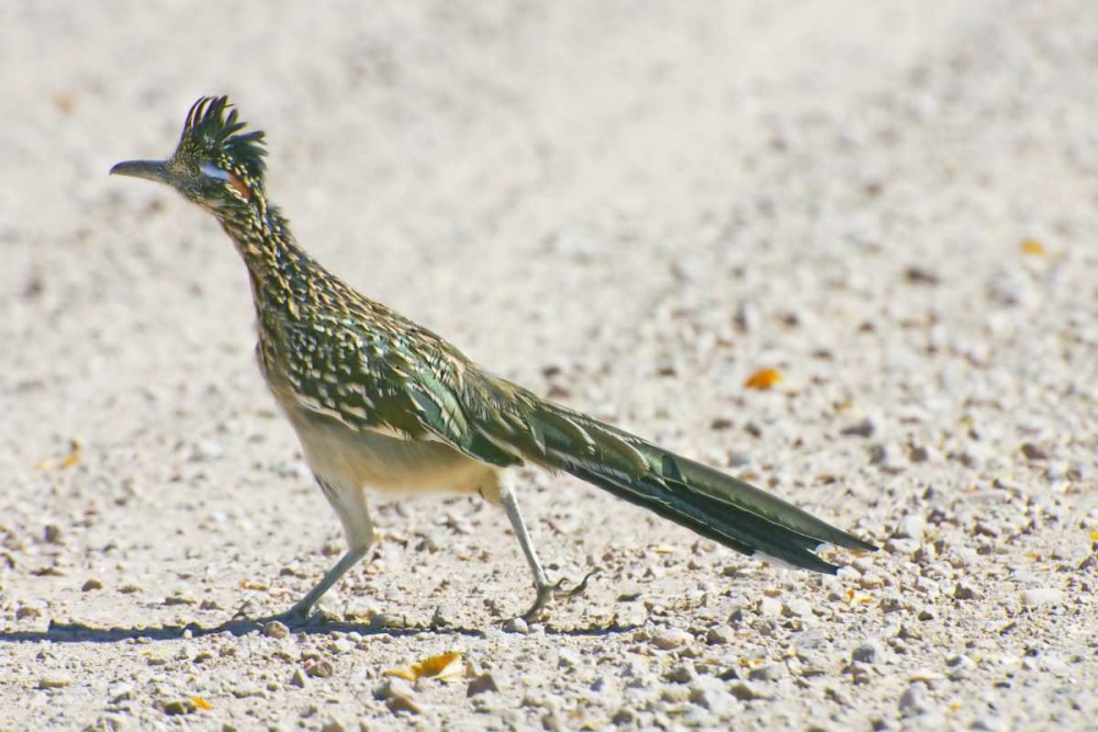 Wall Art Painting id:130883, Name: New Mexico Greater roadrunner crossing road, Artist: Lord, Fred