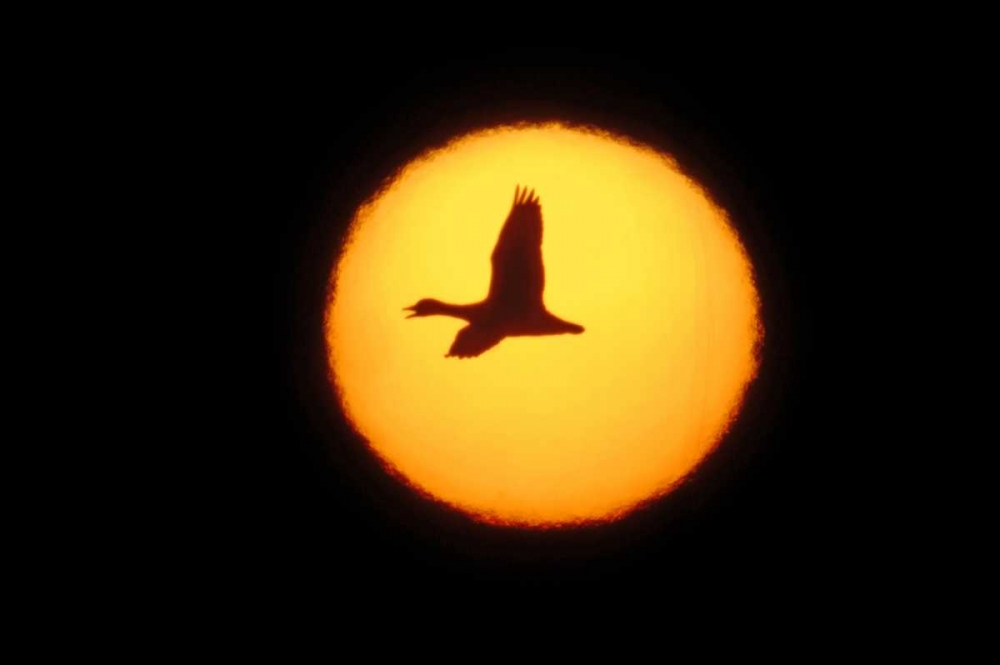 Wall Art Painting id:131074, Name: New Mexico Silhouette of lone snow goose, Artist: Morris, Arthur