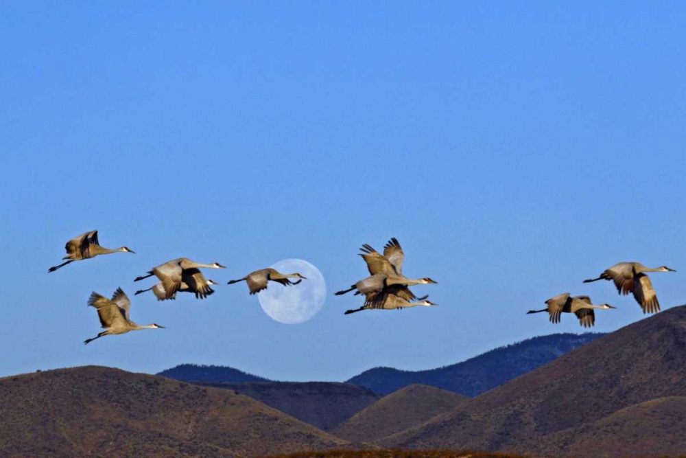 Wall Art Painting id:129110, Name: New Mexico Sandhill cranes and a  full moon, Artist: Illg, Cathy and Gordon