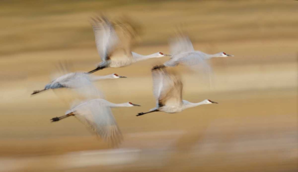Wall Art Painting id:131090, Name: New Mexico Sandhill cranes fly in blurred, Artist: Morris, Arthur