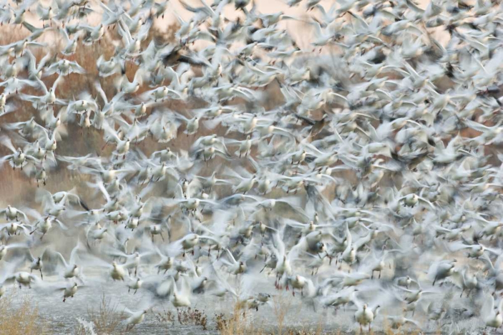 Wall Art Painting id:128201, Name: New Mexico Snow geese blast off from a pond, Artist: Grall, Don