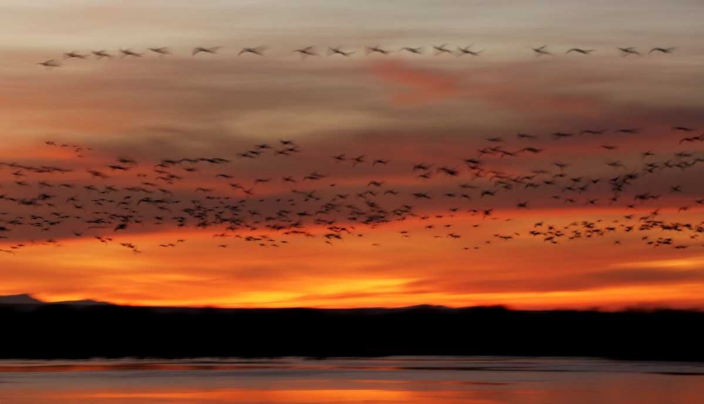 Wall Art Painting id:131212, Name: New Mexico Snow geese fly in a blur at sunrise, Artist: Morris, Arthur