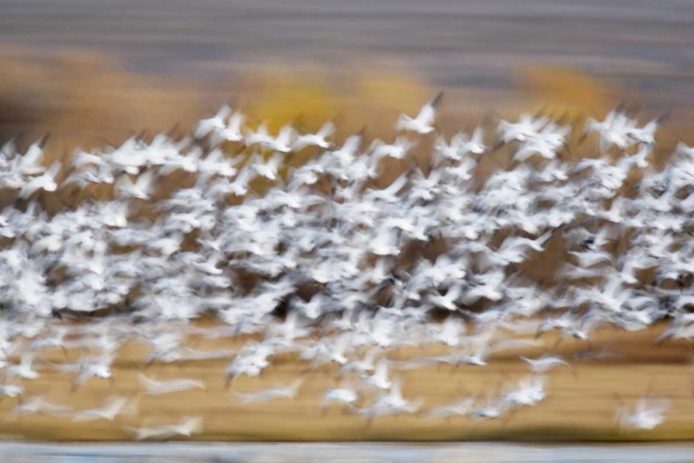 Wall Art Painting id:131132, Name: New Mexico Blur of snow geese taking flight, Artist: Morris, Arthur