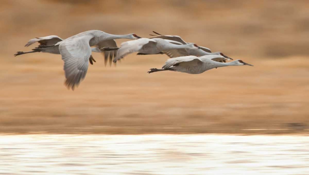 Wall Art Painting id:130869, Name: New Mexico Group of sandhill geese flying, Artist: Lord, Fred