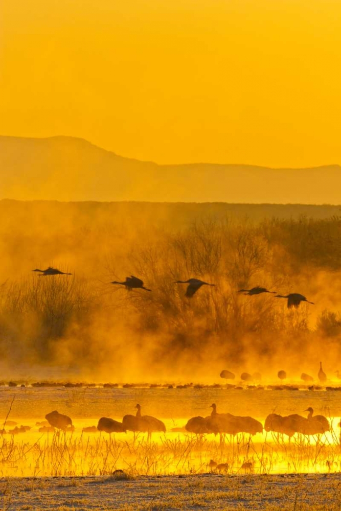 Wall Art Painting id:129269, Name: New Mexico, Bosque Del Apache Sandhill cranes, Artist: Illg, Cathy and Gordon