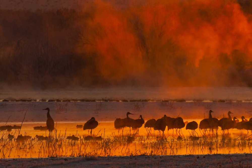 Wall Art Painting id:129270, Name: New Mexico, Bosque Del Apache Sandhill cranes, Artist: Illg, Cathy and Gordon