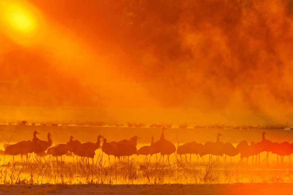 Wall Art Painting id:129271, Name: New Mexico, Bosque Del Apache Sandhill cranes, Artist: Illg, Cathy and Gordon